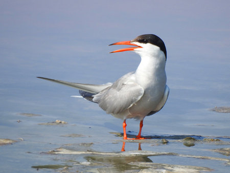 Real photo of Common Tern at seacoastの写真素材