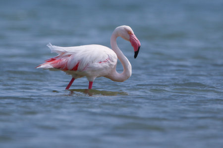 Real photo of Greater Flamingo in wild nature on salt lakeの写真素材