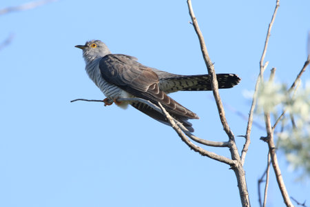 Real photo of wild Common Cuckoo in natureの写真素材