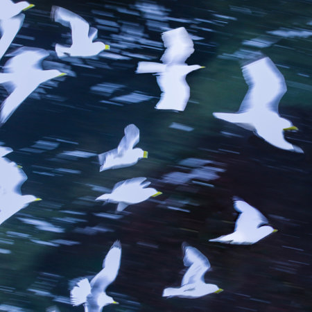 Real photo of Black-legged Kittiwake in wild natureの写真素材