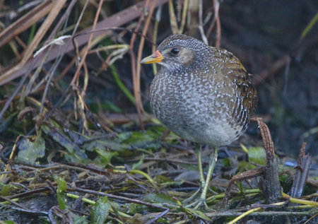Real photo of Spotted Crake in wild natureの写真素材