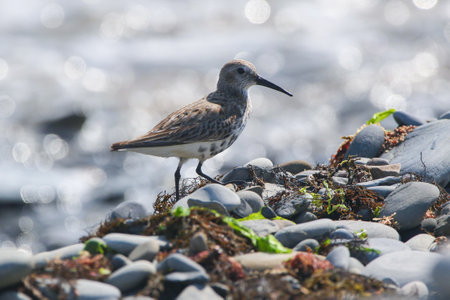 Real photo of Dunlin in wild natureの写真素材