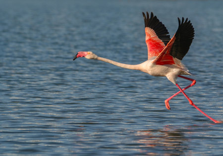 Real photo of Greater Flamingo in wild nature on salt lakeの写真素材
