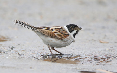 Real photo of Northern Reed Bunting at seacoastの写真素材
