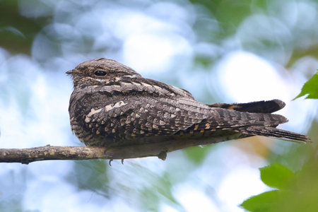 Real photo of European Nightjar in wild natureの写真素材