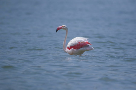 Real photo of Greater Flamingo in wild nature on salt lakeの写真素材