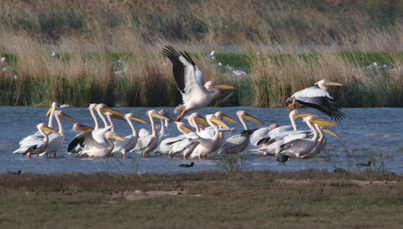 real photo of Great White Pelican in wild natureの写真素材