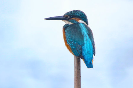 Real photo of Common Kingfisher in wild natureの写真素材