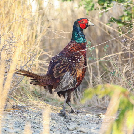 Real photo of Common Pheasant in wild natureの写真素材