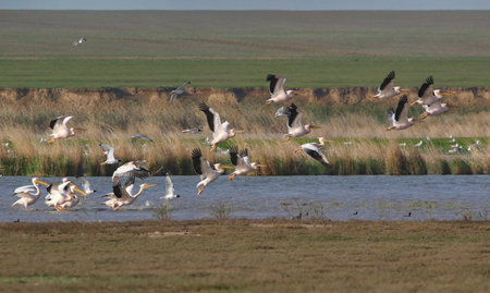 real photo of Great White Pelican in wild natureの写真素材