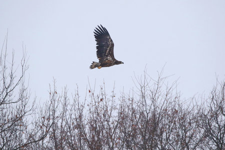 White-tailed Sea-Eagle flying under winter worestの写真素材