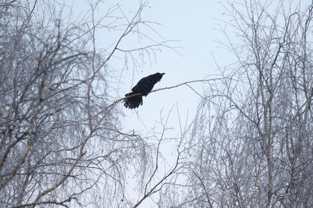 Common Raven sitting on a branch in a wild winter forestの写真素材