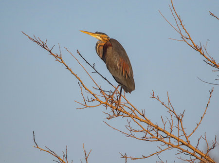 Real photo of Purple Heron in wild natureの写真素材