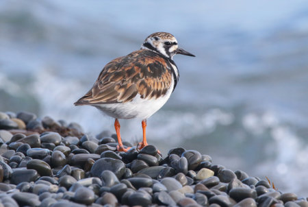 Real photo of Ruddy Turnstone at seacoastの写真素材