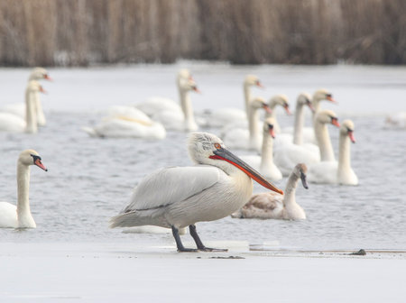 real photo of Dalmatian Pelican in wild natureの写真素材