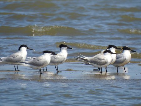 Real photo of Sandwich Tern at seacoastの写真素材