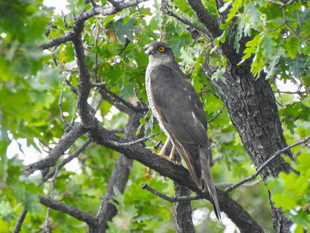 Real photo of Common Sparrowhawk in wild natureの写真素材