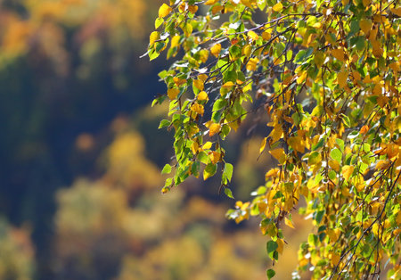 beautiful photo of multicolor forest in autumn timeの写真素材