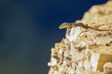 photography of a lizard in the wild on the edge of a mountainの写真素材
