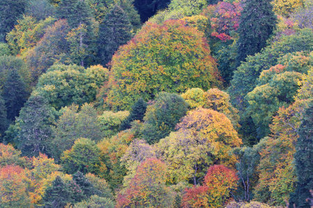 beautiful photo of multicolor forest in autumn timeの写真素材
