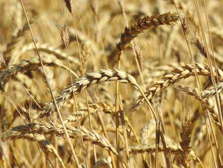 beautiful view of juicy golden ears of wheat on the fieldの写真素材