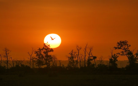 beautiful red sunrise over the forest in the fogの写真素材