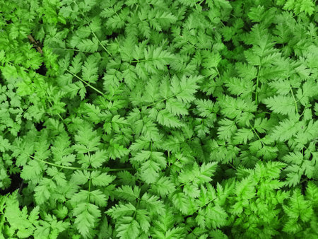 beautiful view of juicy green fern leavesの写真素材