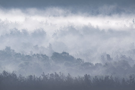 beautiful gray morning over the meadow in the fogの写真素材
