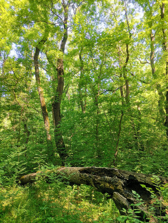 green crowns of deciduous trees in a dense summer forestの写真素材