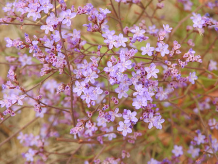 Beautiful meadow flowers close-up. Inflorescence dictamnus.