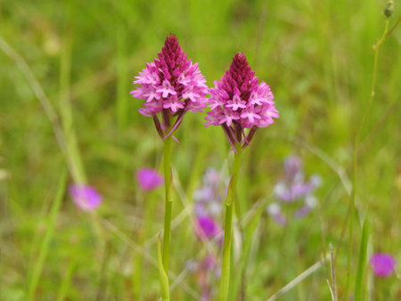 Beautiful meadow flowers close-up. Inflorescenceの写真素材