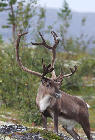 Nature from north of Europe. Reindeer, Rangifer tarandus, with massive antlers in the green grass, Svalbard, Norway. Wildlife scene from natureの写真素材