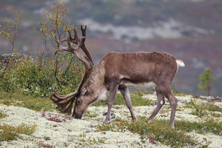 Nature from north of Europe. Reindeer, Rangifer tarandus, with massive antlers in the green grass, Svalbard, Norway. Wildlife scene from natureの写真素材