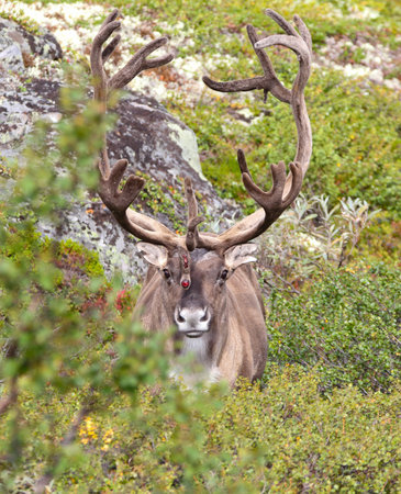 Nature from north of Europe. Reindeer, Rangifer tarandus, with massive antlers in the green grass, Svalbard, Norway. Wildlife scene from natureの写真素材