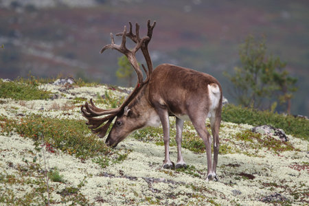 Nature from north of Europe. Reindeer, Rangifer tarandus, with massive antlers in the green grass, Svalbard, Norway. Wildlife scene from natureの写真素材