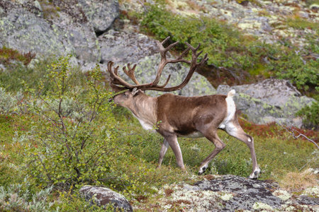 Nature from north of Europe. Reindeer, Rangifer tarandus, with massive antlers in the green grass, Svalbard, Norway. Wildlife scene from natureの写真素材