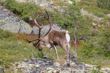 Nature from north of Europe. Reindeer, Rangifer tarandus, with massive antlers in the green grass, Svalbard, Norway. Wildlife scene from natureの写真素材