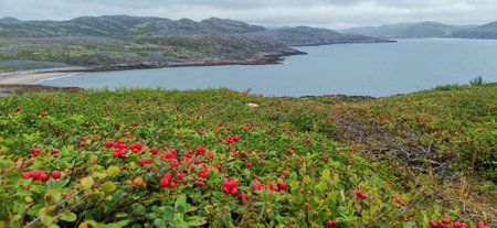 Beautiful landscape of northern nature. Tundra and seaの写真素材