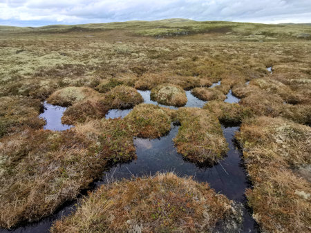 Beautiful landscape of northern nature. Tundra.の写真素材