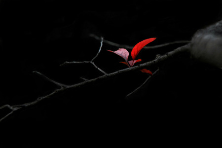 Darkened red maple leavesの写真素材