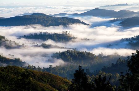Morning fog in the forest mountainsの写真素材