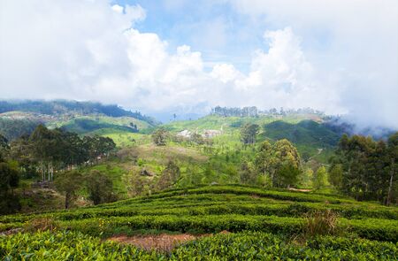 Landscape tropical mountains tea plantationsの写真素材