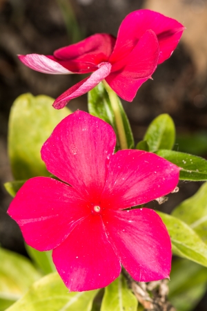 Macro photography of a small purple flowerの写真素材