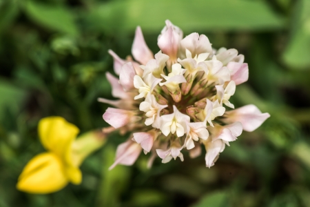 Coreopsis flower in summer time from macro photographyの写真素材