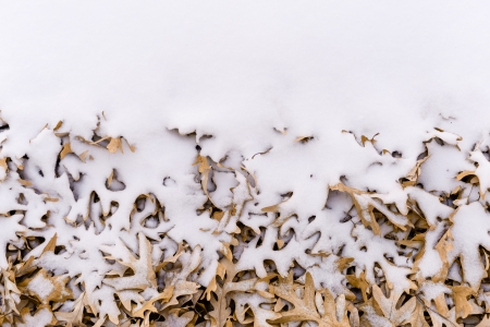 Unique view of fallen leafs and snow side by side during winter timeの写真素材