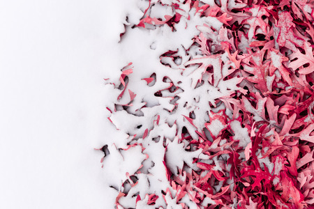 Unique view of fallen red leafs and snow side by side during winter timeの写真素材