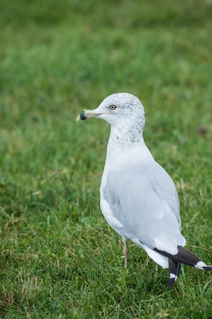 Seagull standing in a grass field in a wild life zooの写真素材