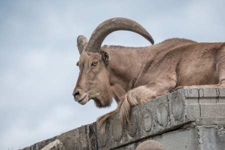 Mountain goat resting on a stone hillの写真素材