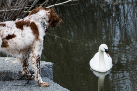 Dog on land watching white goose swimming in a small pondの写真素材