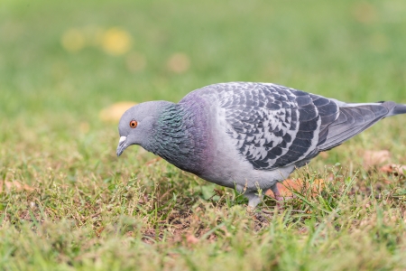 Wood Pigeons (Columba palumbu) looking for seeds as food in grass fieldの写真素材